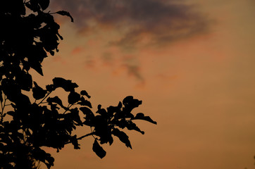 Silhouette of tree branches with leaves on orange sky