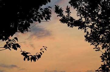 Silhouette of tree branches with leaves on orange sky