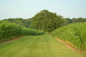 Healthy fields of tall corn divided by green grass