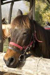 Horse
