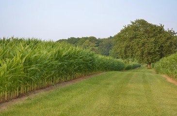 Healthy fields of tall corn divided by green grass