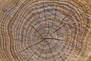 the surface of the cut tree closeup