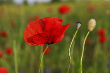 beautiful blooming poppies