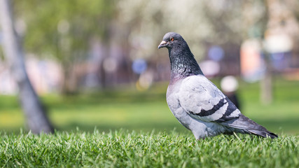 The domestic pigeon (Columba livia domestica) walks proudly on the grass.