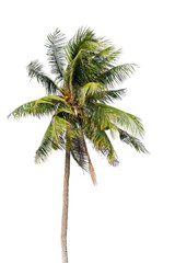 Coconut palm tree, Coco green leaves isolated