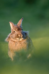 Rabit in a field of grass