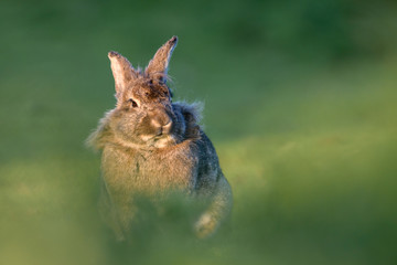 Rabit in a field of grass