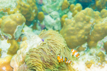 Pacific Clownfish in a colorful purple host anemone