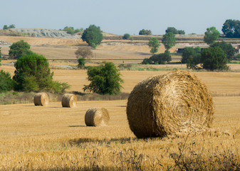Balas de paja en el campo