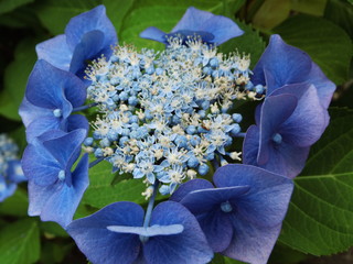 Tellerhortensie © jackwusel