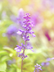 Obraz premium blue salvia,salvia flower in the garden style vintage.