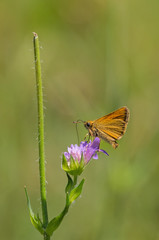 Hespérie sylvaine