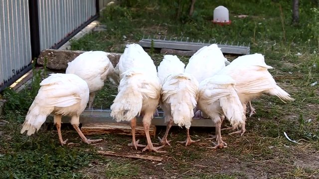 White turkey chicks feeding in a little farm