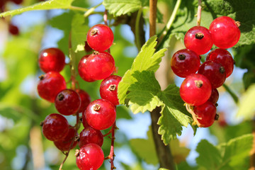 Красная смородина