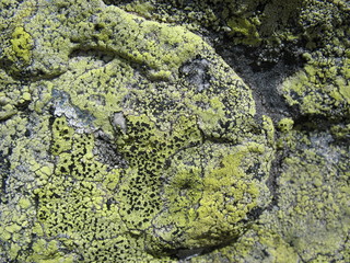 Цветущие камни Горган