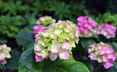 Hydrangea