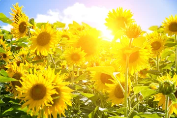 Fototapete Sonnenblume Sonne im Sonnenblumenfeld