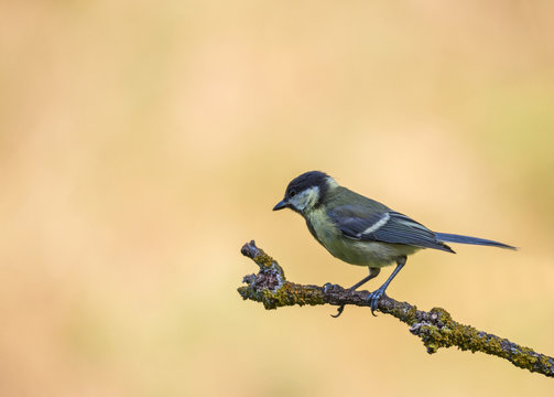 m&eacute;sange charbonni&egrave;re