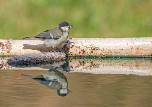m&eacute;sange charbonni&egrave;re