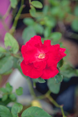 Obraz premium beautiful flowers