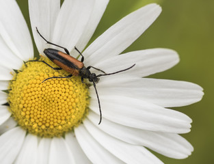 Leptura melanura