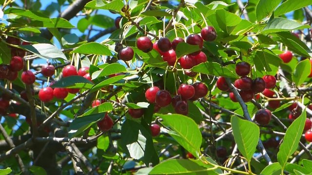 Red cherry fruit among the green foliage