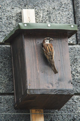 Haussperling