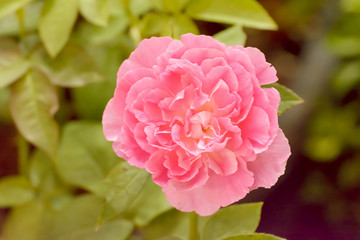 The flowers are beautiful and refreshing.
