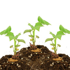 Germinated growing sweet  potato with shoots on white background