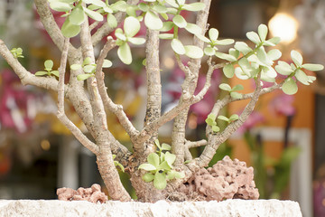 Ebony tree or Tako bending is the tree that are often to bending or garden Décor
