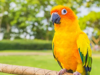 Foto op Canvas Geel-rode papegaai © mories602
