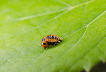 Fototapeta premium Puppe asiatischer Marienkäfer (Blatt)
