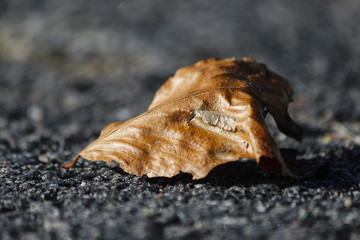 Leaf on Road