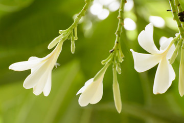 Plumeria flowers are so beautiful that popular in Thailand.
