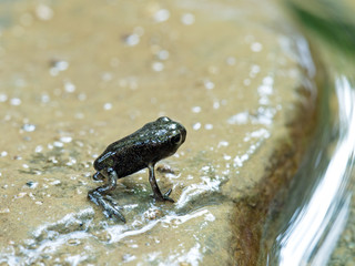 Baby common toad just leaving the water.
