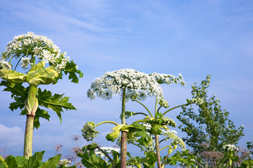 cow parsnip flowers