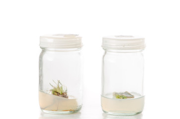 plant tissue culture