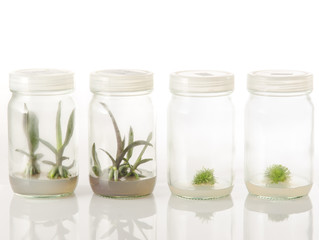 plant tissue culture