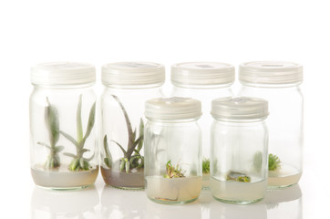 plant tissue culture