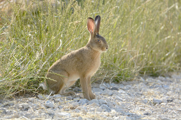 Feldhase