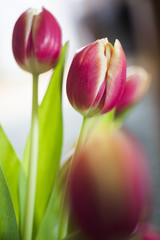 Tulpen