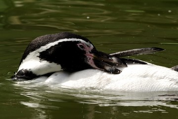 Pinguin putzt sich