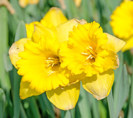 Yellow daffodils, narcissus flowers, green field.