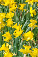 Obraz premium Yellow daffodils, narcissus flowers, green field.