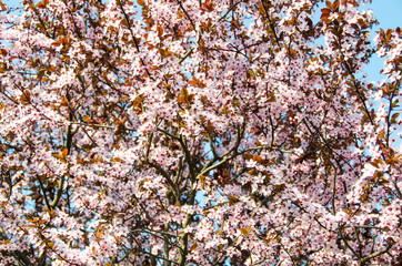 Prunus cerasifera tree branch flowers, close up