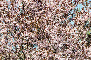 Prunus cerasifera tree branch flowers, close up