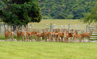 deer park south island new zealand