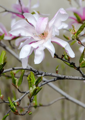White, pink Magnolia branch flowers, tree flowers
