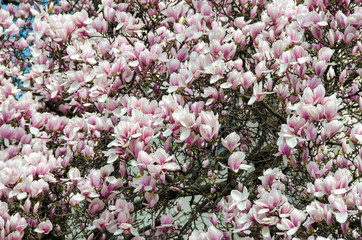 Purple, pink Magnolia branch flowers, tree flowers, close up