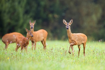 Roe-deer with family in the wild  